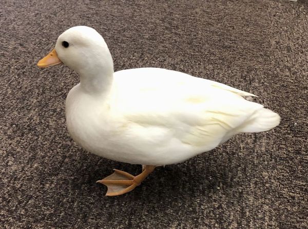 コールダック | ピュアアニマル