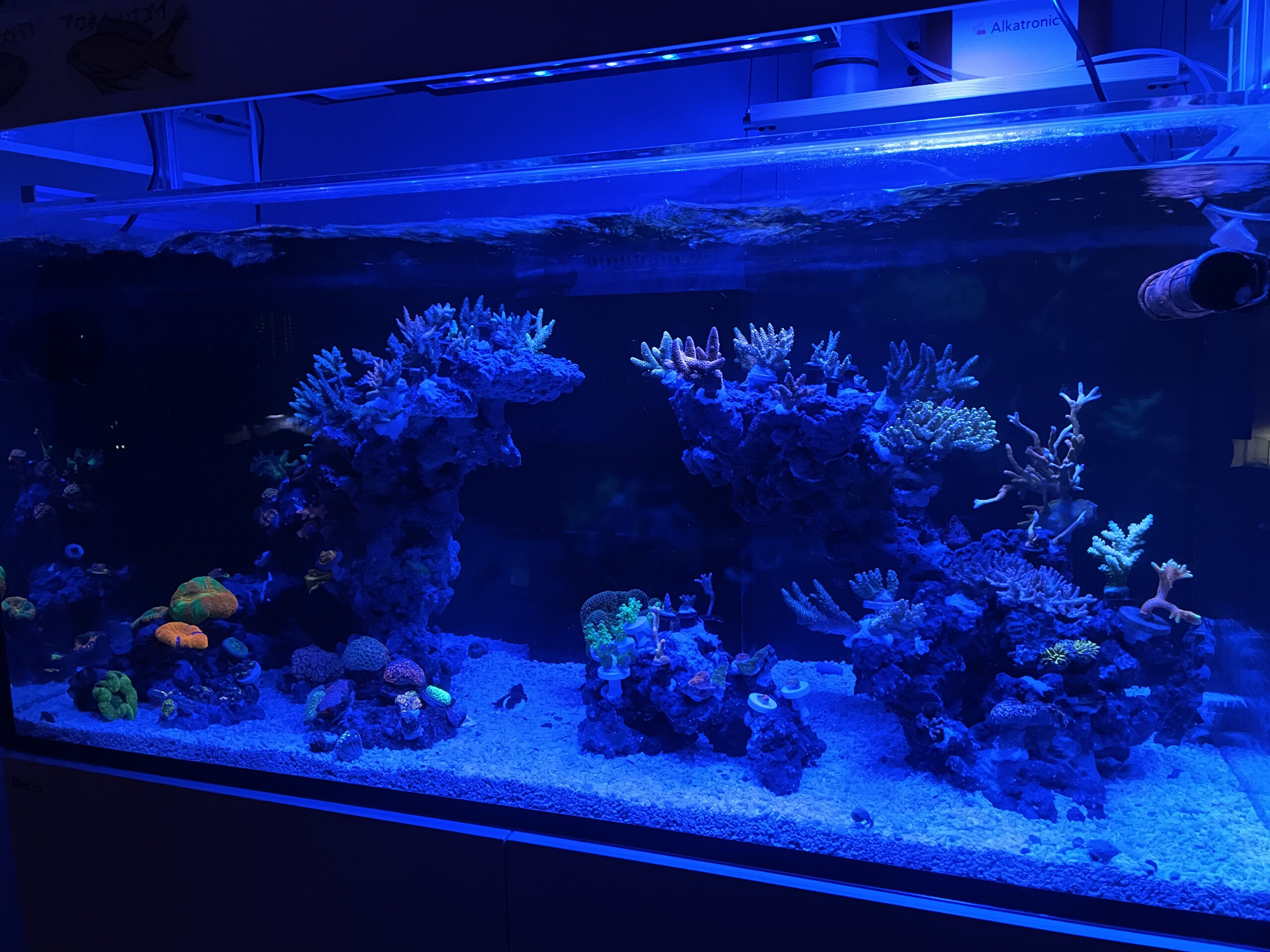 水槽日記 新水槽立ち上げ② | 海を創る外科医