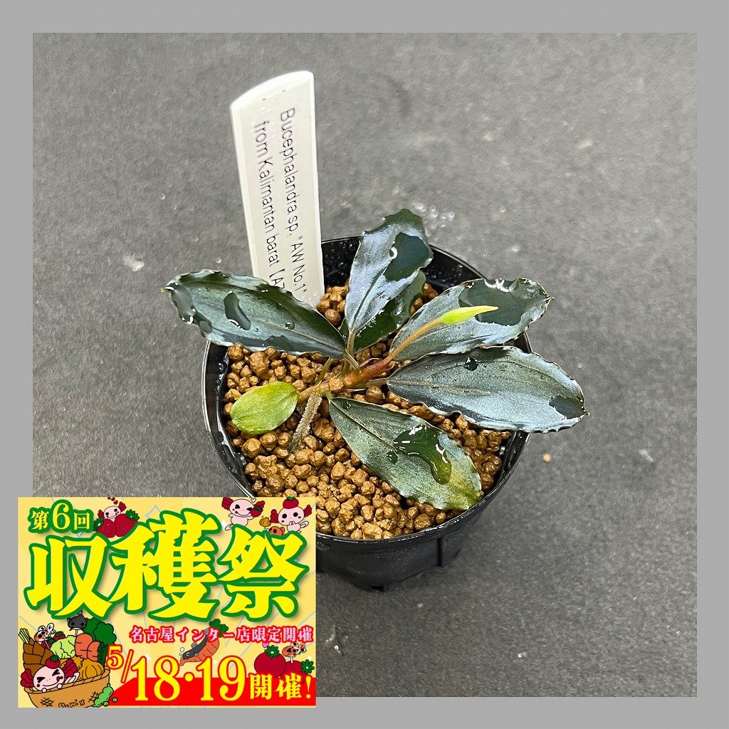 ブセファランドラsp.AW No.1 水上株 タグ付き ブセファランドラ sp.