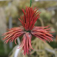 s*r様 Tillandsia ionantha 'Apretado' RFI Bromeliads in Australia - Tillandsia Apretado