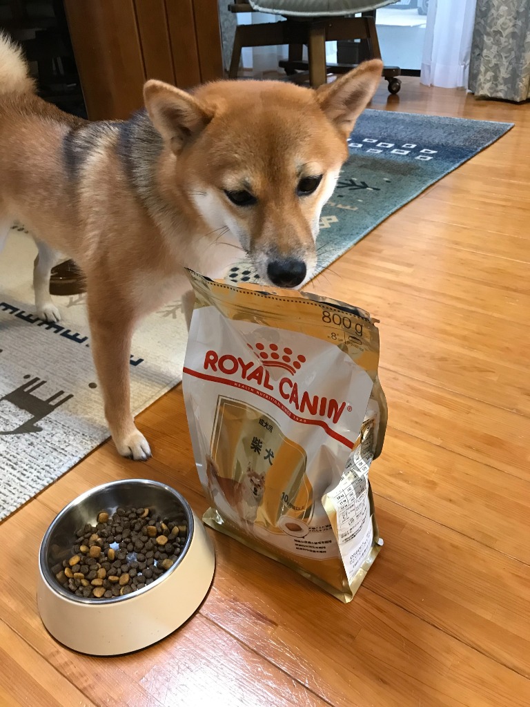 ロイヤルカナン（ROYAL CANIN） 犬 柴犬 8kg ドッグフード 成犬用
