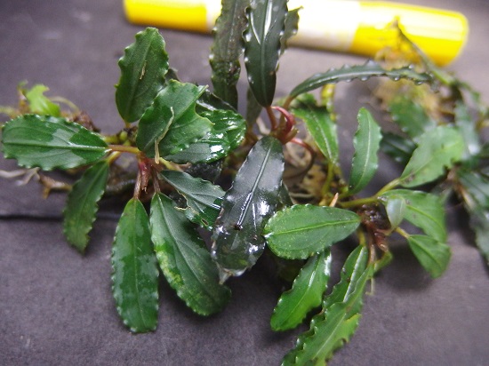 Roots”Web site(水草・水辺の植物・ジャングルの植物の販売・通販)