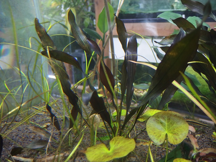 せ*つ様 エキノドルス ホレマニー スーパーレッド エキノドルス