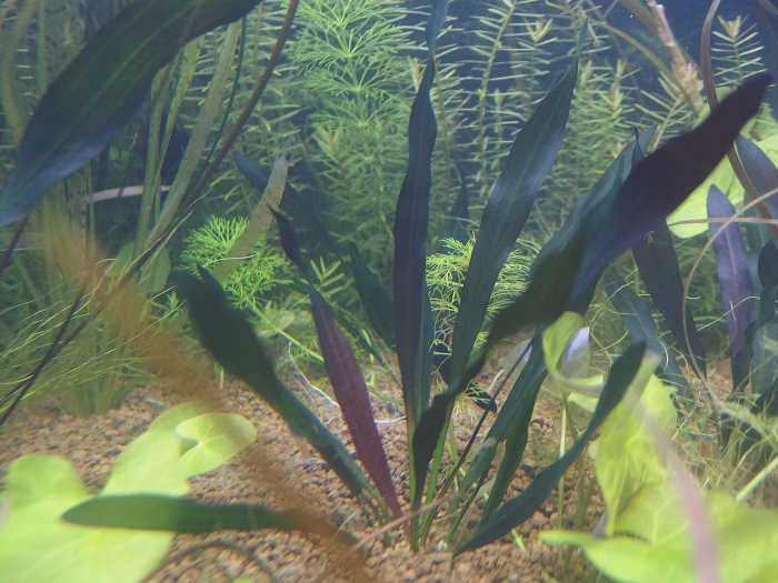 エキノドルス ホレマニー 'ブラッドレッド' - “Roots” Stock Store