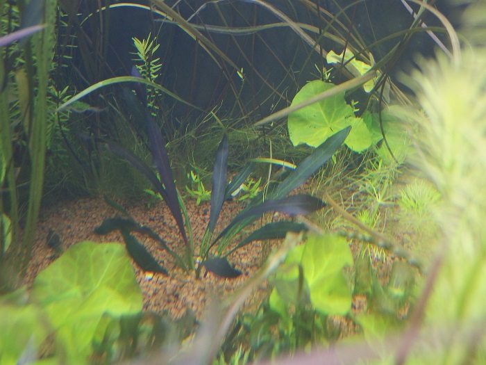 エキノドルス ホレマニーレッド バース便 エキノドルス ホレマニー