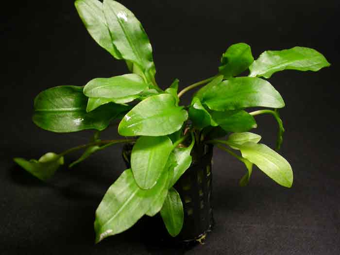 水草 クリプトコリネ ウエンディティ ブロードリーフ【レヨンベール