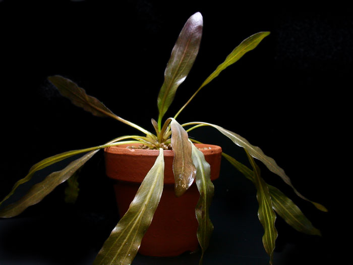 エキノドルス ホレマニーレッド バース便【レヨンベールアクア】