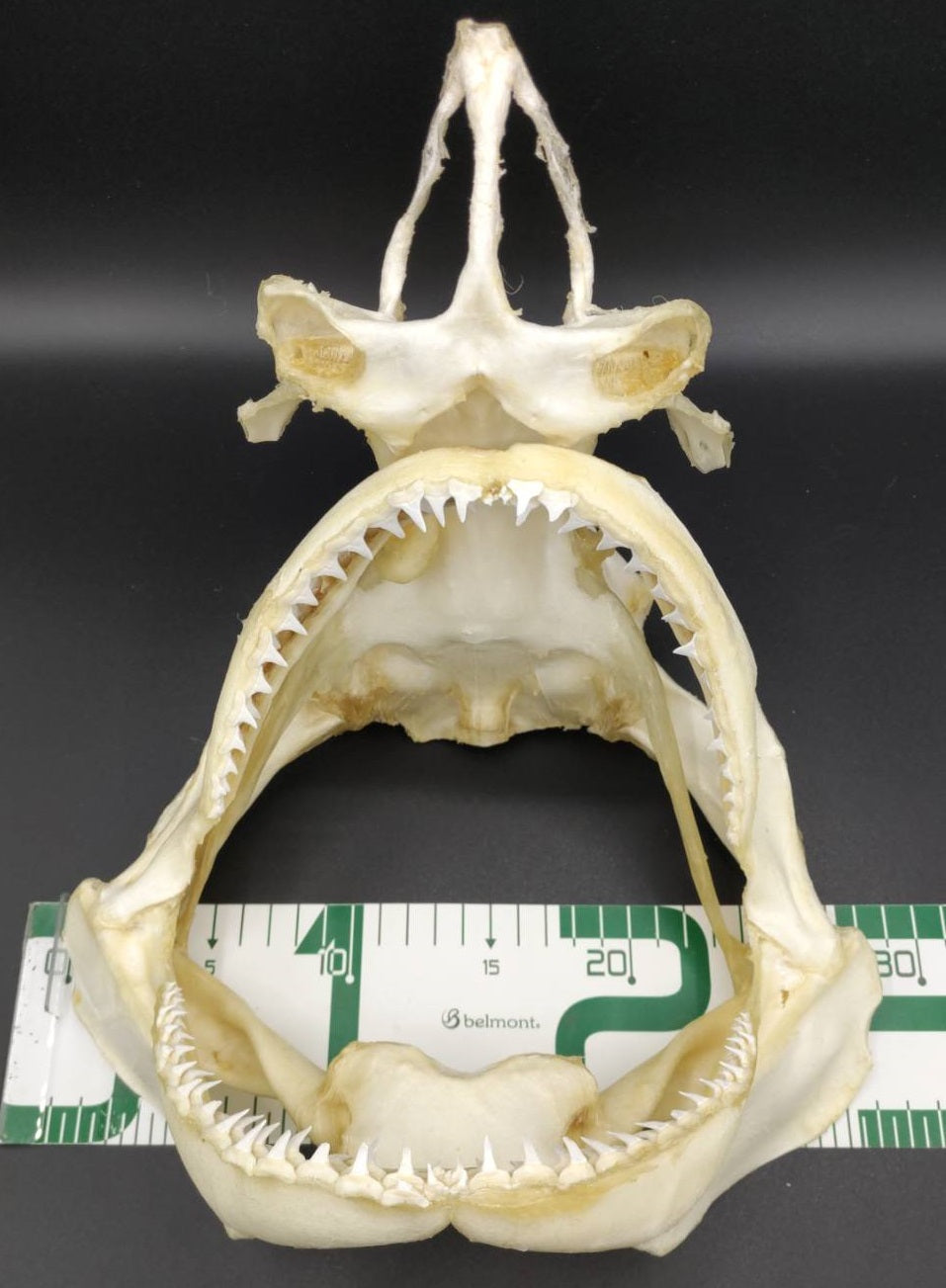 カマストガリザメ 頭骨標本 幅約29cm [Carcharhinus limbatus] Skull