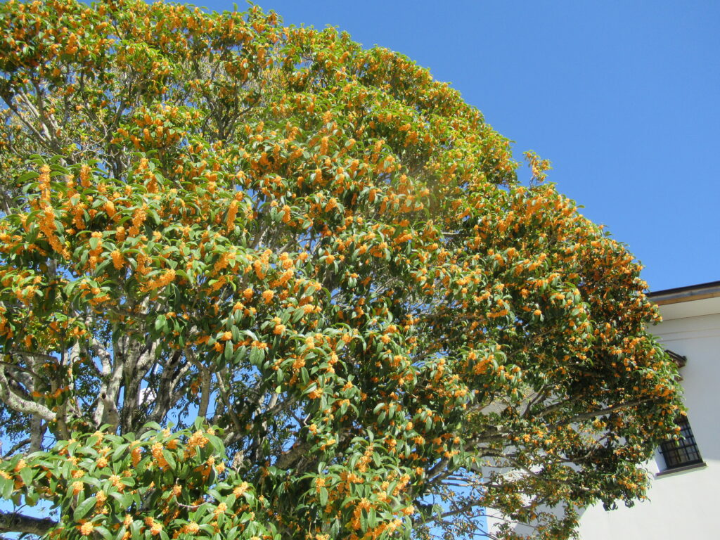金木犀が二度咲きしました - 風流のはじめ館