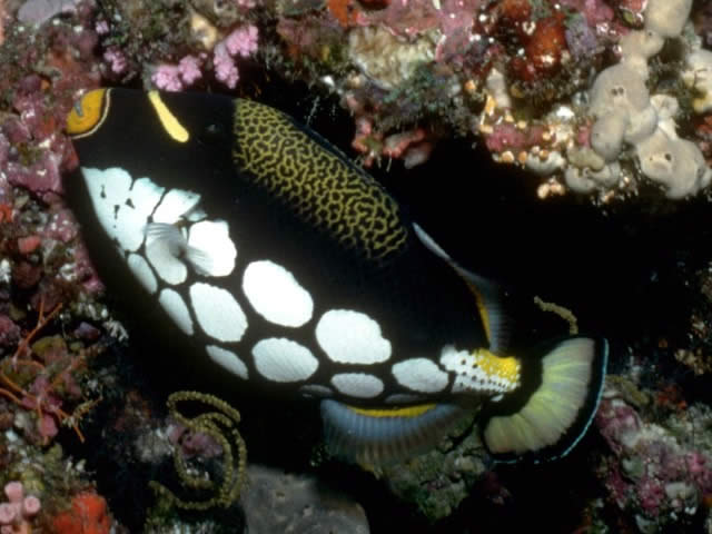 モンガラカワハギ - 魚類 - 動物 - Y!きっず図鑑