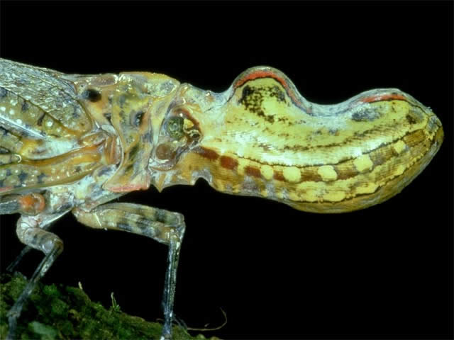 ユカタンビワハゴロモ - 昆虫 - 動物 - Y!きっず図鑑