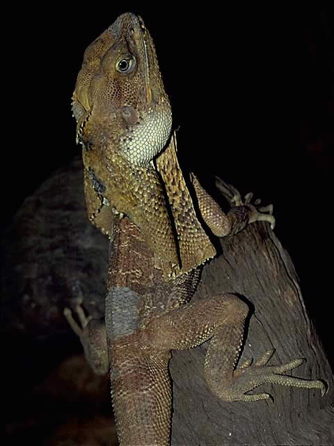 エリマキトカゲ - は虫類 - 動物 - Y!きっず図鑑