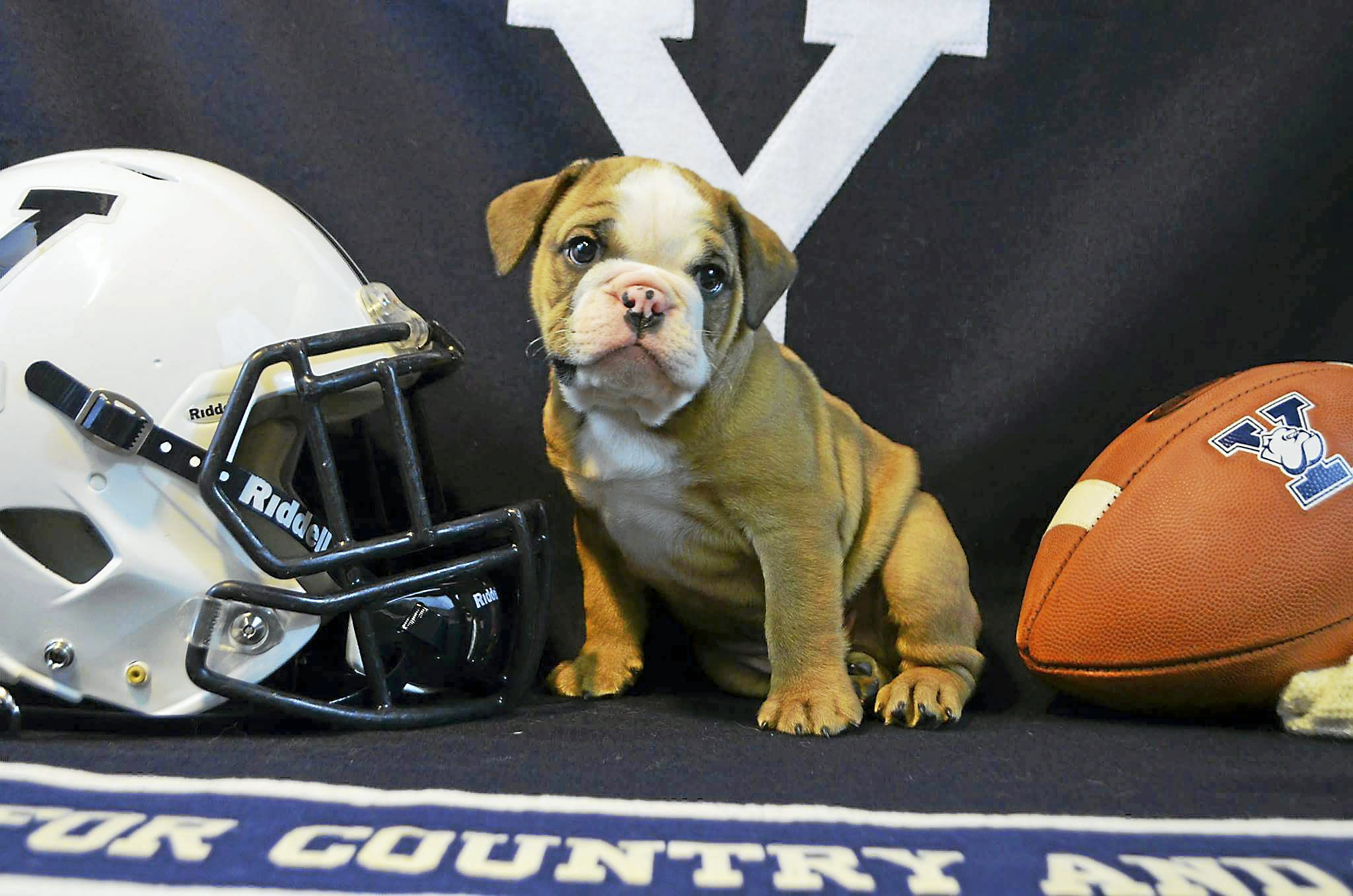 Yale introduces Handsome Dan XVIII