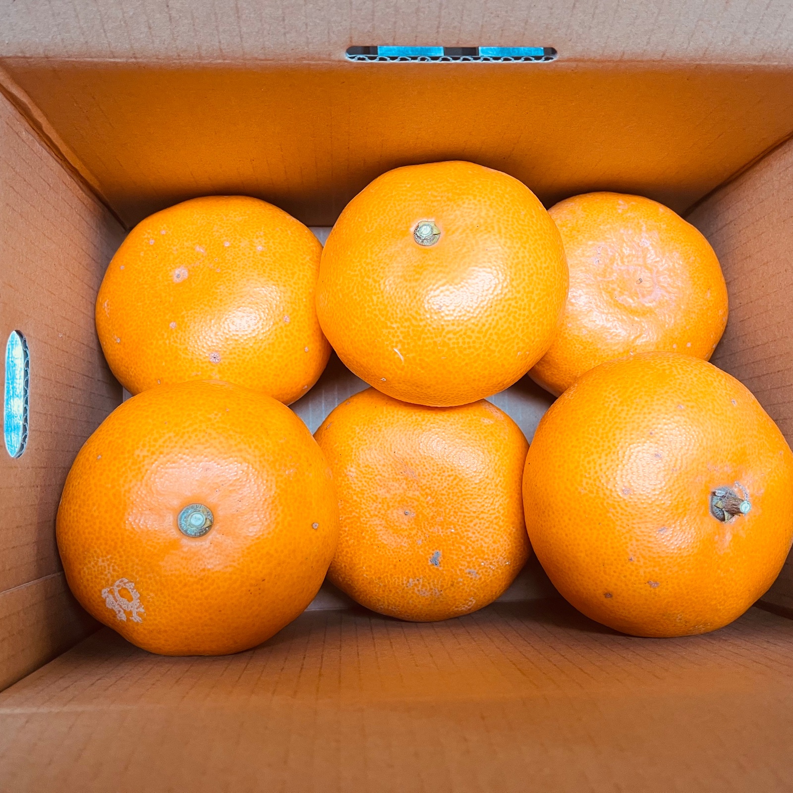 予約商品】せとかの大王8キロ○果汁タップリトロける柑橘○家庭用