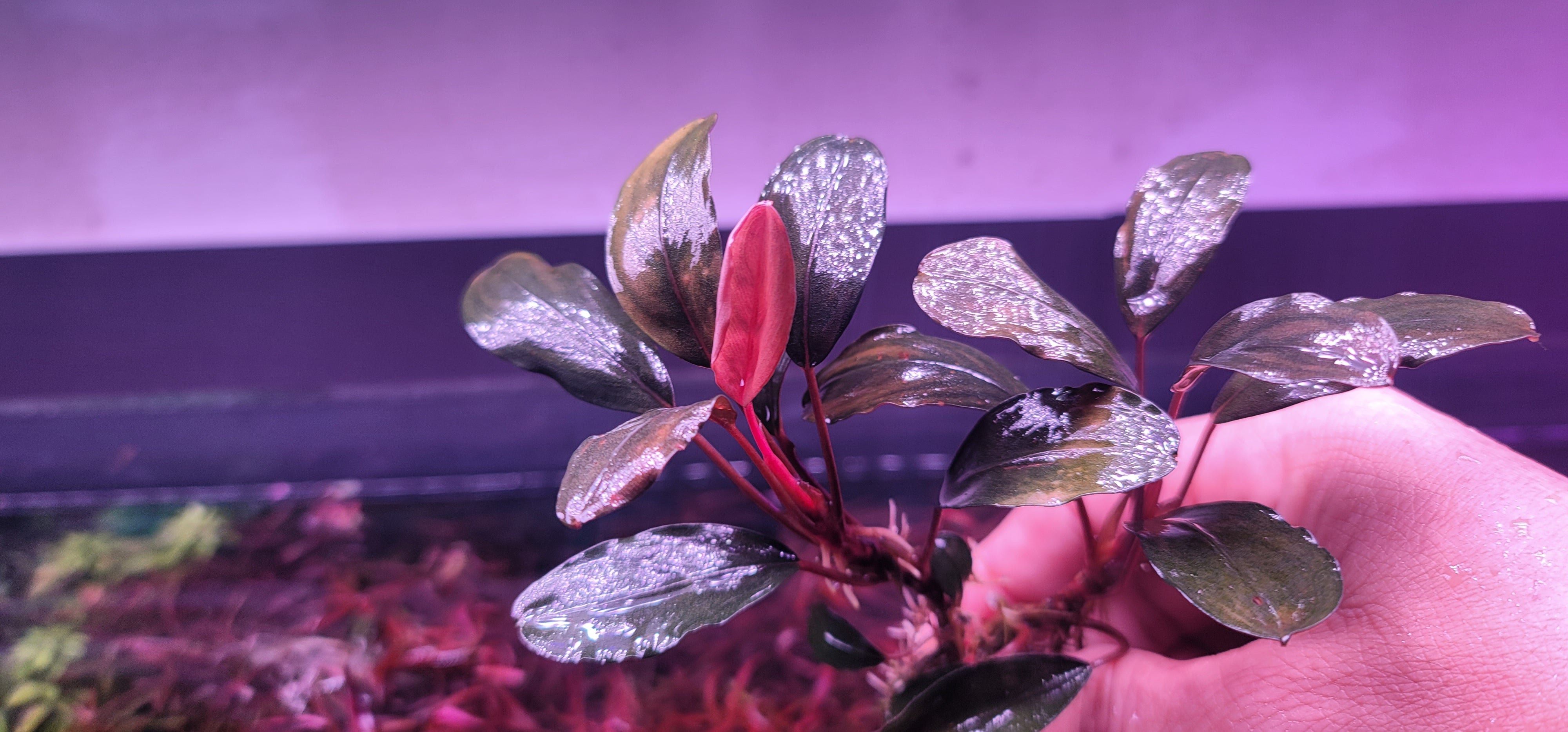 Bucephalandra Pink Lady – S21 Aquatics LLC
