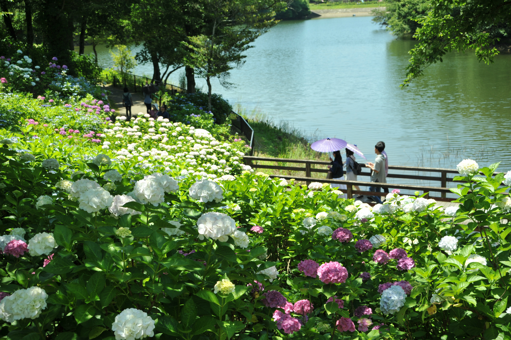 アジサイ | 国営讃岐まんのう公園