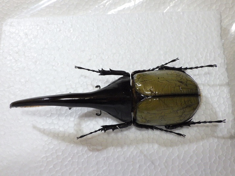 標本 ヘラクレスヘラクレスオオカブト☆♂146ミリ