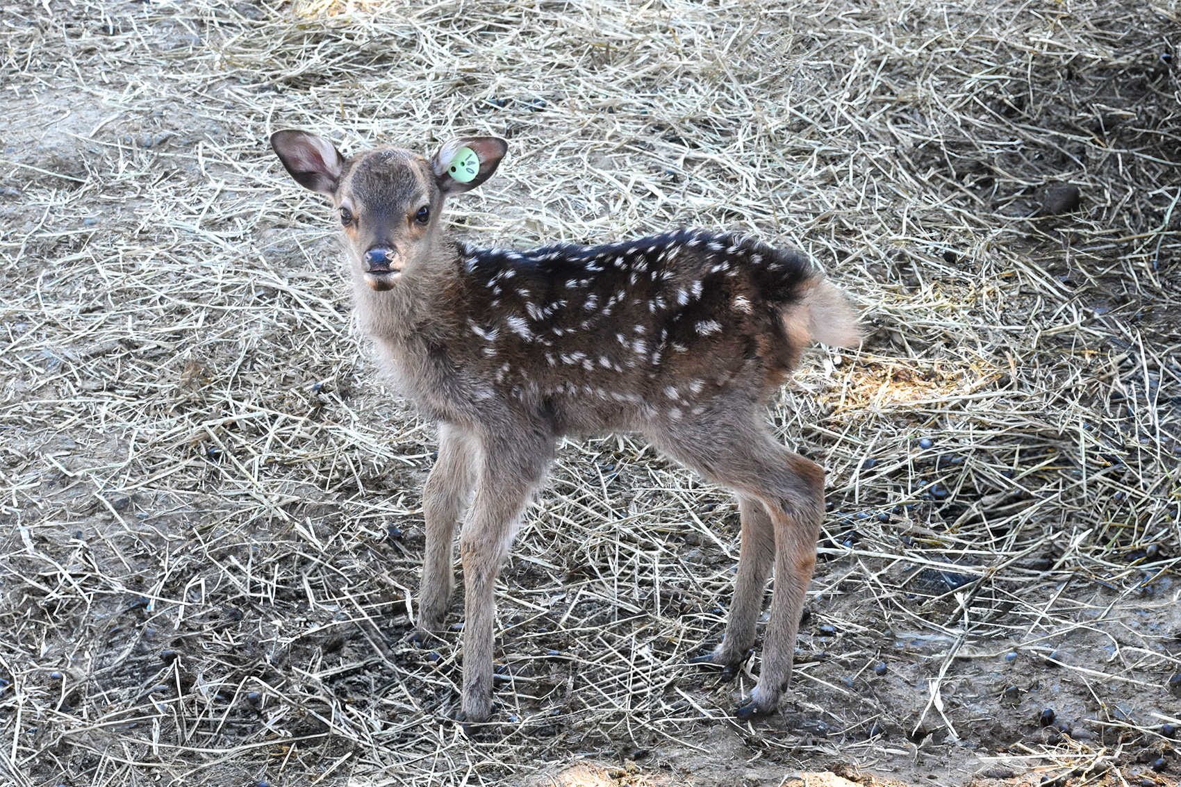 ニホンジカ | 野生の王国 群馬サファリパーク
