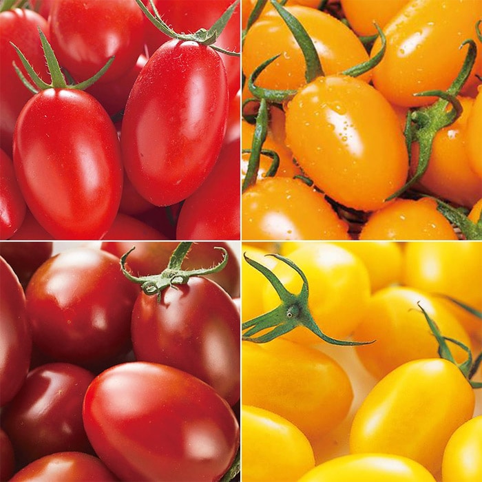 ミニトマト アイコシリーズ 4種セット 接木苗｜種（タネ）,球根,苗