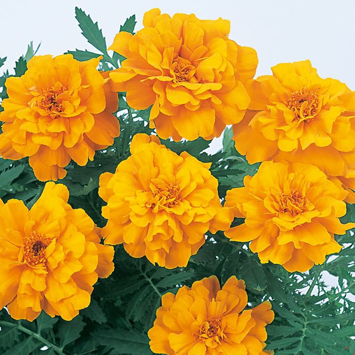 マリーゴールド サファリ オレンジ｜種（タネ）,球根,苗,資材