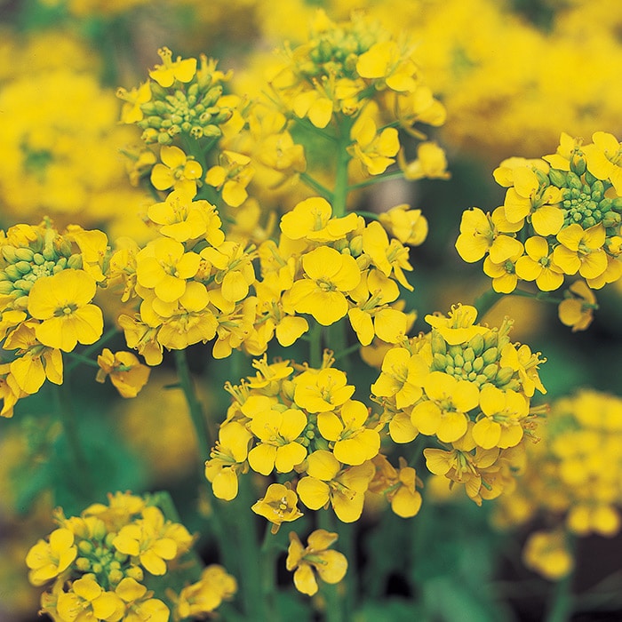 菜の花 寒咲系 混合｜種（タネ）,球根,苗,資材,ガーデニンググッズの