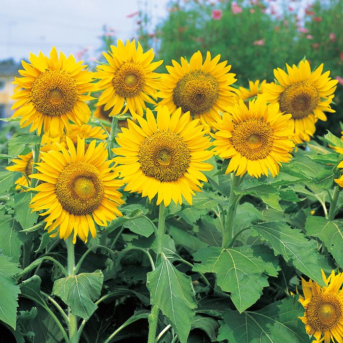 ヒマワリ サニーキッズ｜種（タネ）,球根,苗,資材,ガーデニンググッズ