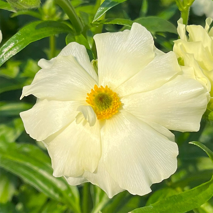 ラナンキュラス ラックス グレーシス｜種（タネ）,球根,苗,資材