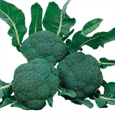 ブロッコリーの種（タネ）｜サカタのタネ オンラインショップ