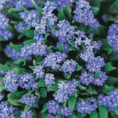 人気シリーズ、わすれな草ブローチ、トールン 人気シリーズ、わすれな