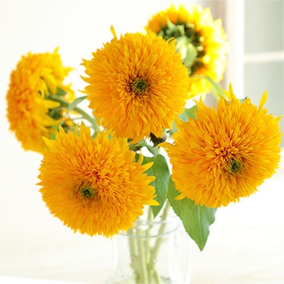 ヒマワリ オレンジグローブ｜種（タネ）,球根,苗,資材,ガーデニング