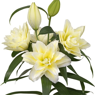 オリエンタルユリ ローズリリー ルドウィナ｜種（タネ）,球根,苗,資材