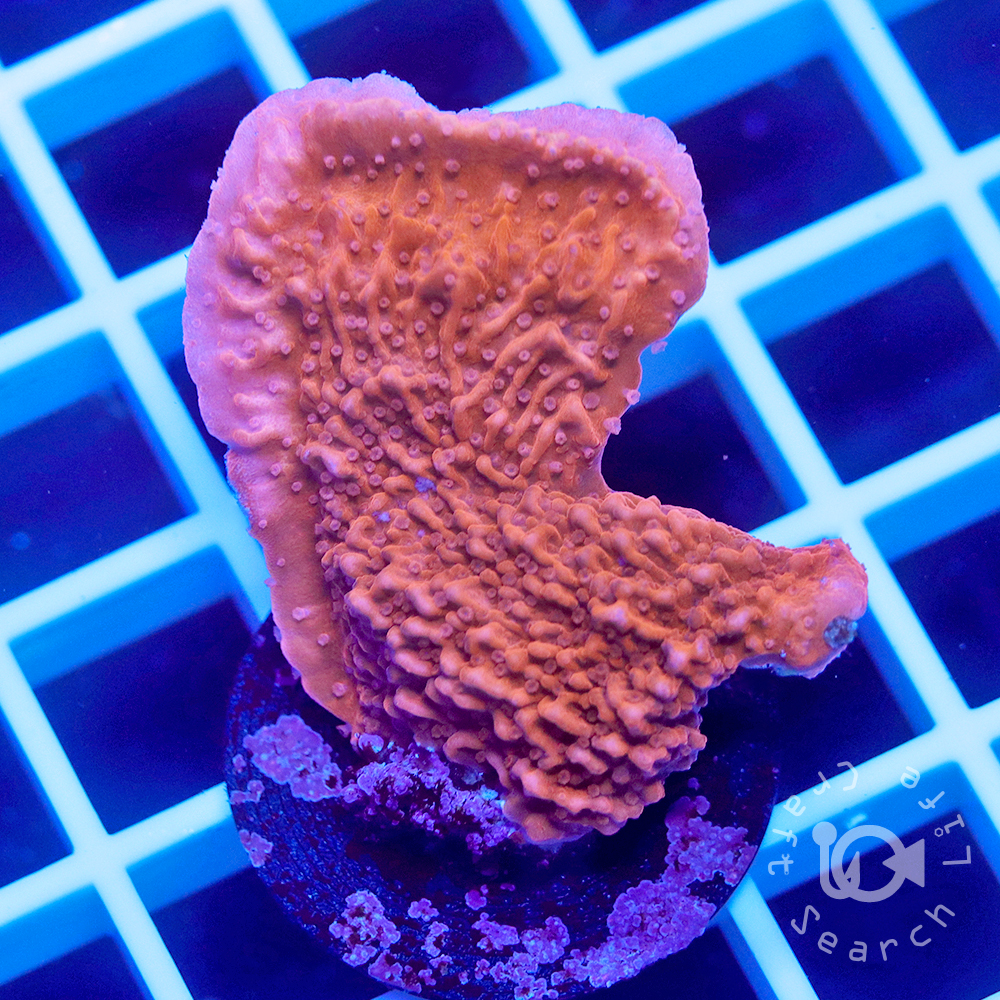 ウスコモンサンゴ - 海水魚・小型水槽・人工ライブロック通販｜サーチ