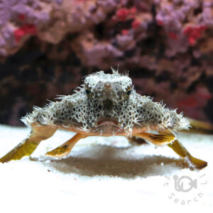 天然ライブロック 11〜12kg 天然ライブロック 11〜12kg