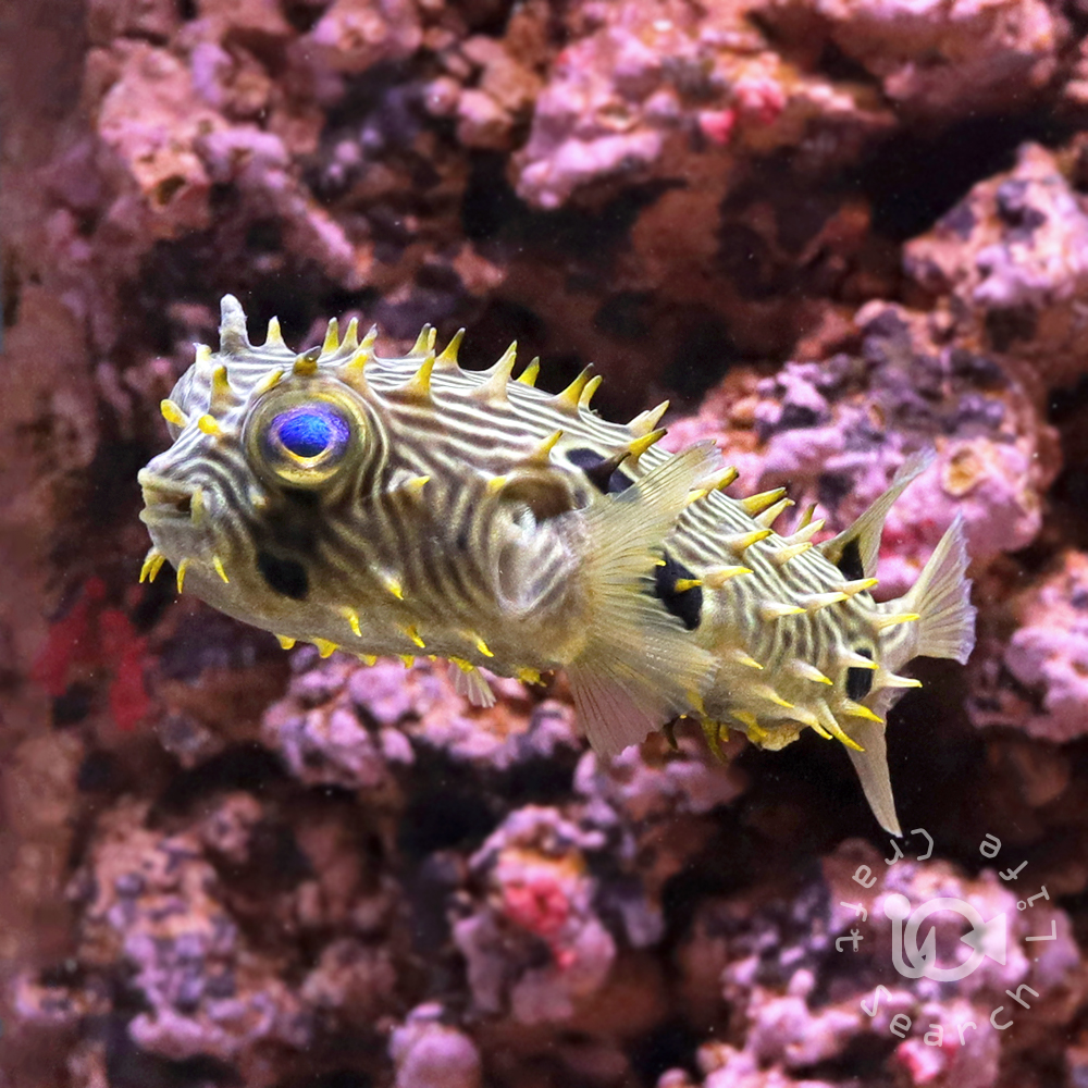 パクパクウミアザミ - 海水魚・小型水槽・人工ライブロック通販