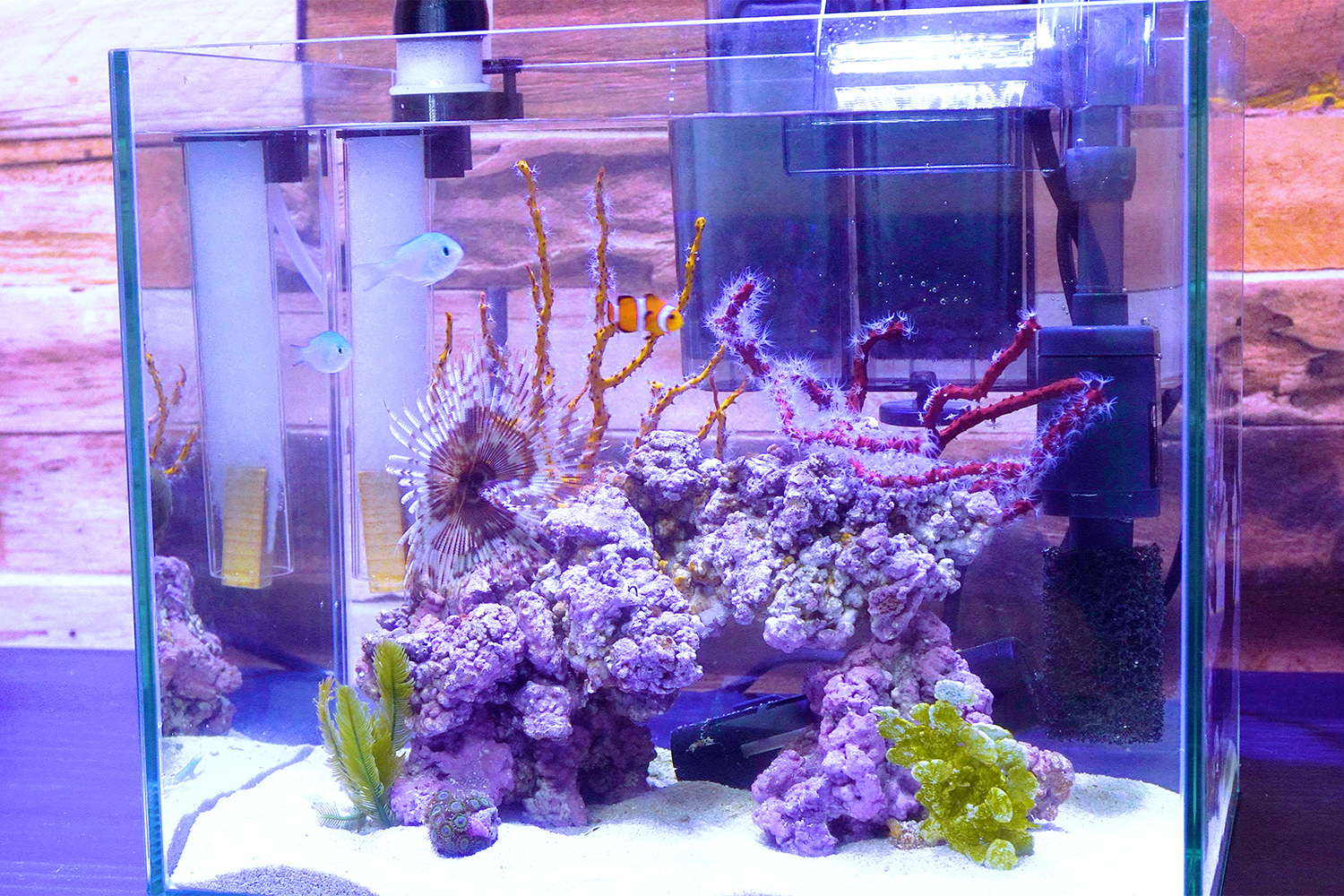 海水魚・小型水槽・人工ライブロック通販｜サーチライフクラフト