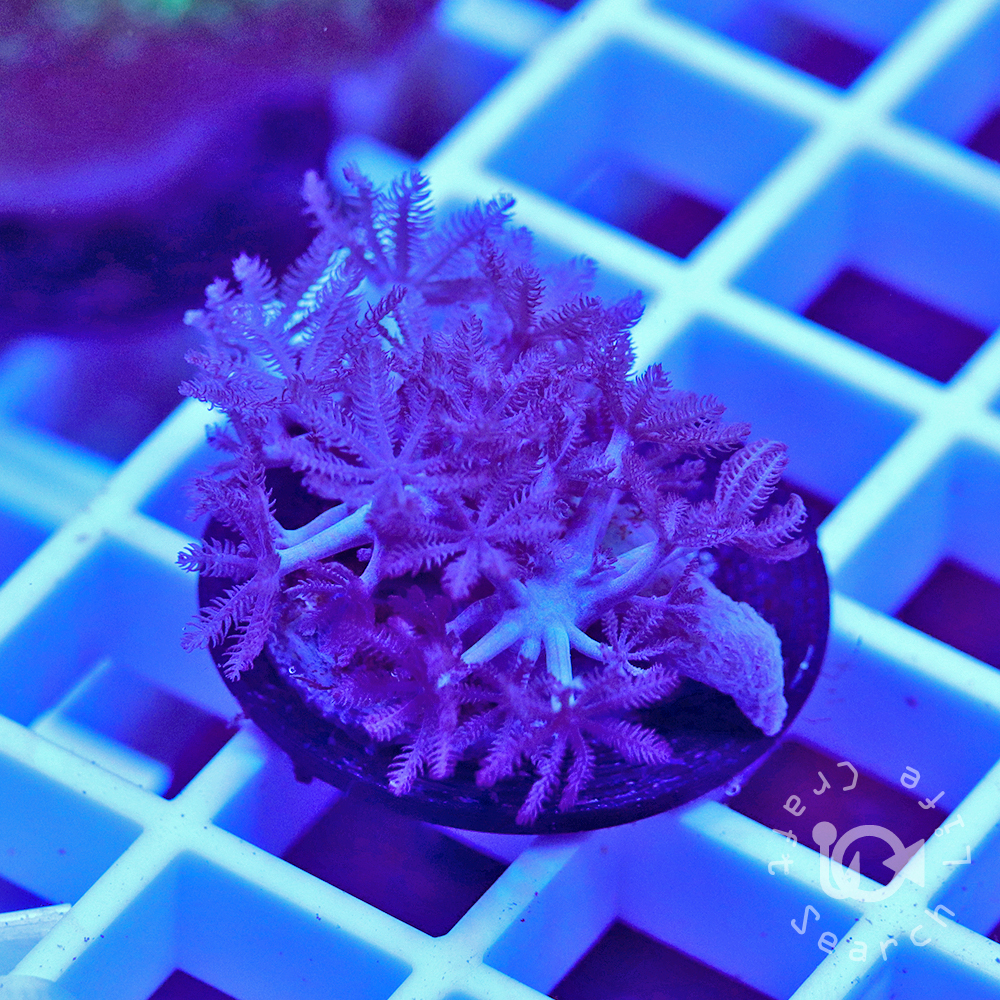 パクパクウミアザミ - 海水魚・小型水槽・人工ライブロック通販