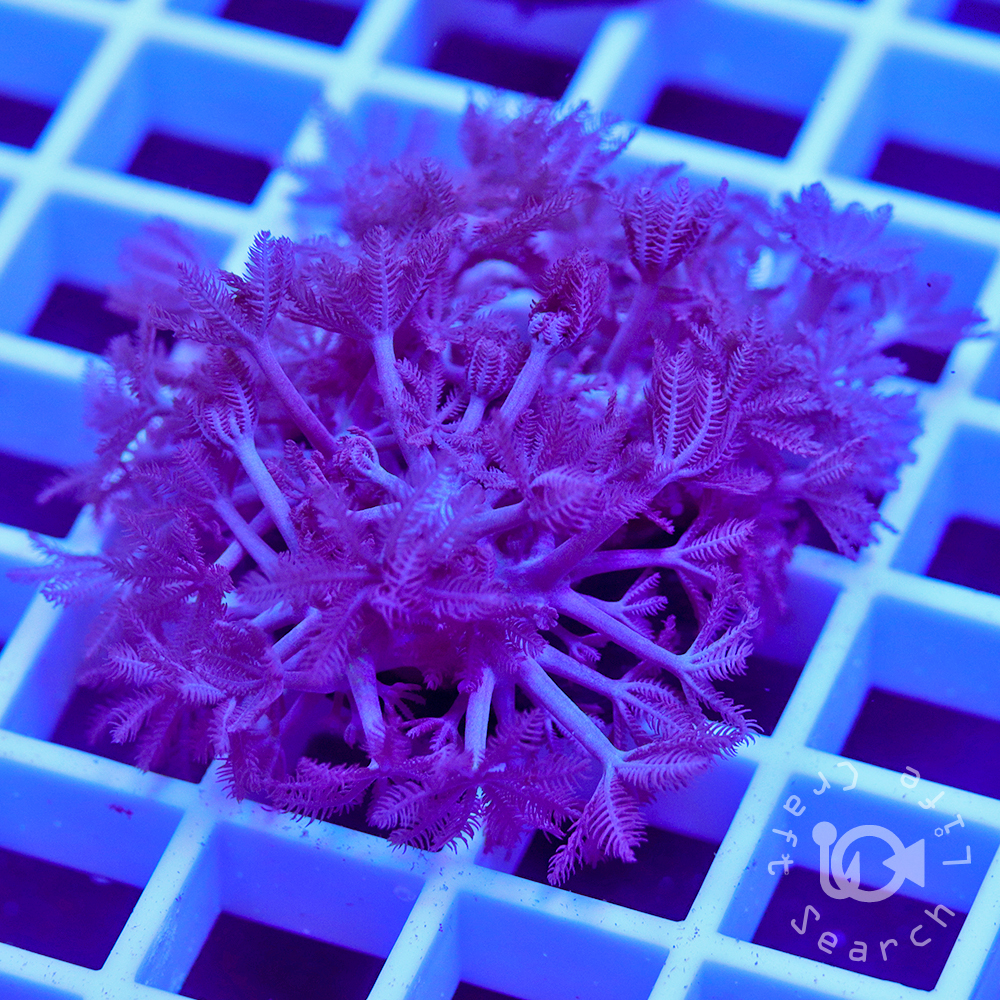 パクパクウミアザミ - 海水魚・小型水槽・人工ライブロック通販