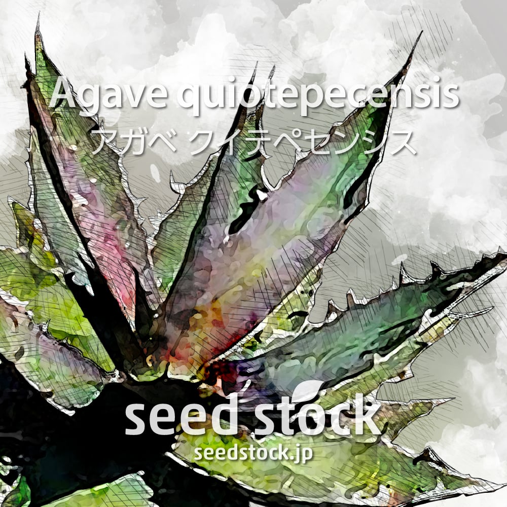 種子] アガベ オテロイ Agave oteroi｜人気品種 希少品種 メキシコ