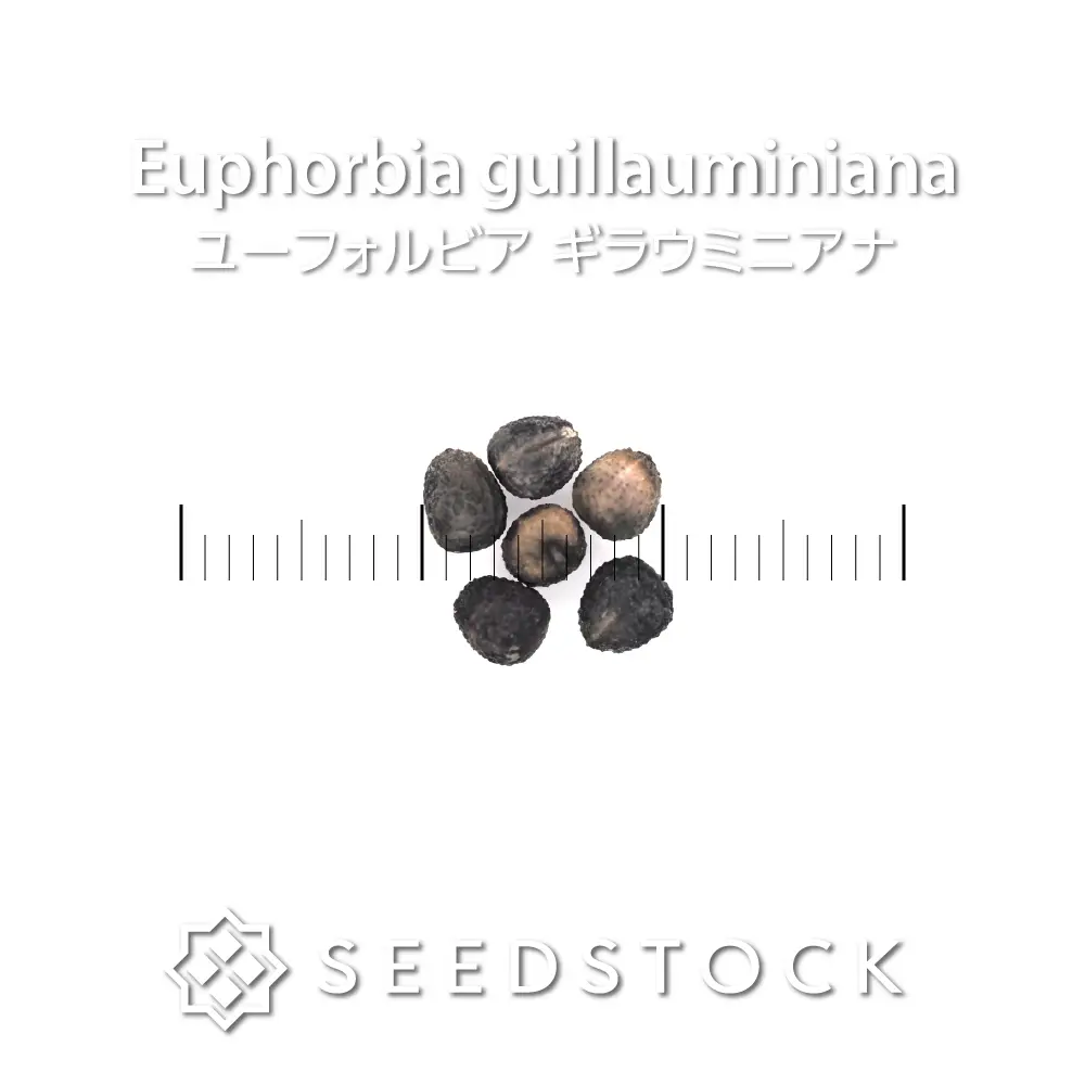 種子] ユーフォルビア ギラウミニアナ Euphorbia guillauminiana