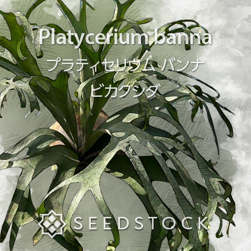 種子/胞子] ビカクシダ エスエスフーン Platycerium ss foong
