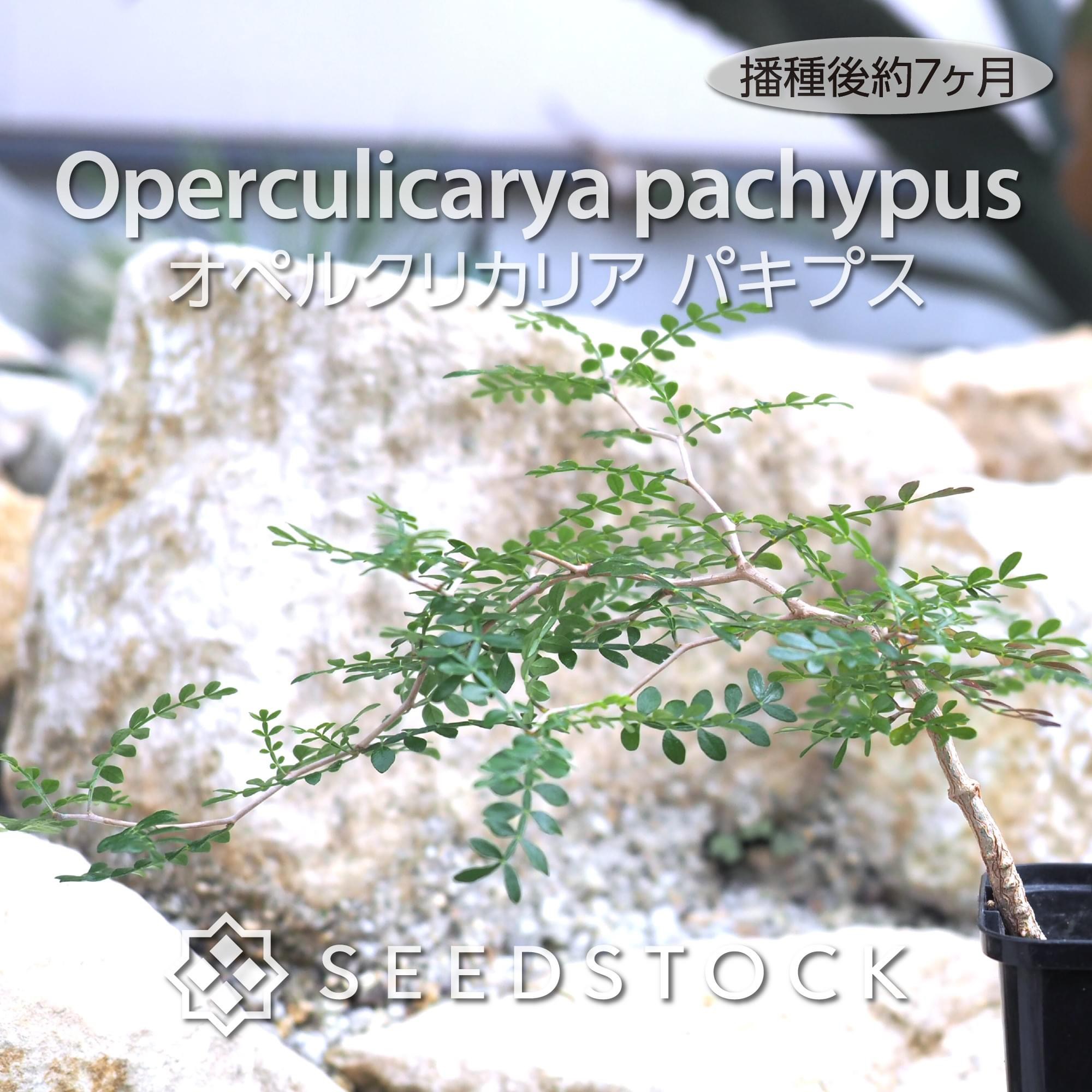 種子] オペルクリカリア パキプス Operculicarya pachypus | 塊根植物