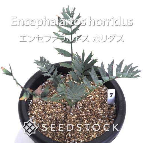 輸入株] エンセファラルトス ホリダス Encephalartos horridus（7