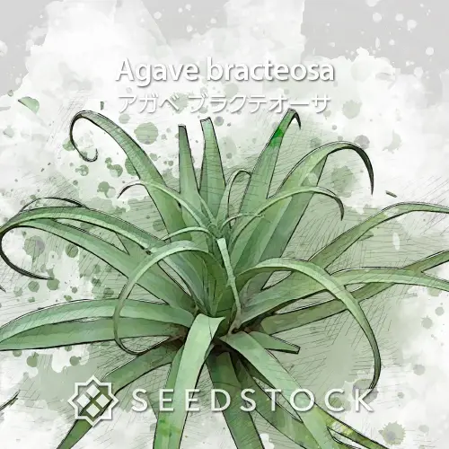 種子] アガベ シュリベイマタペンシス Agave shrevei ssp. matapensis