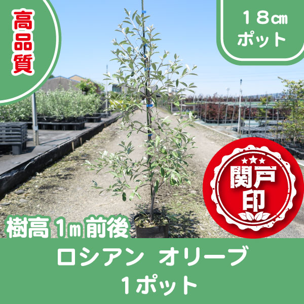 高品質 ロシアンオリーブ 18cmポット 1ポット 樹高1m前後 レビューを
