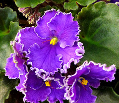 EverBeautiful - LEAF SET (NOT A FINISHED PLANT)