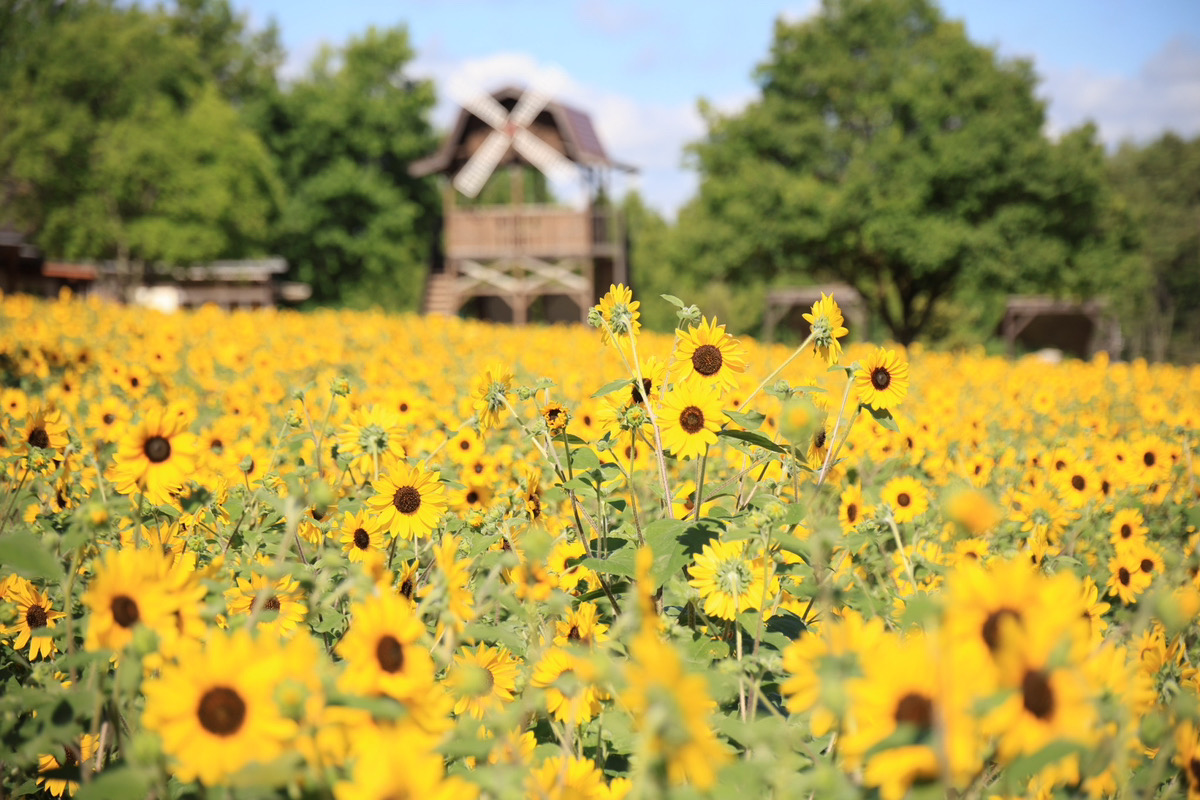 ひまわりまつり | 世羅高原農場