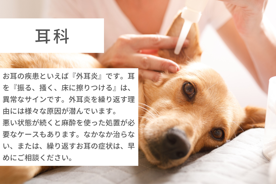 犬と猫の皮膚科・耳科専門診察からごあいさつ | 犬・猫| 皮膚科・耳科