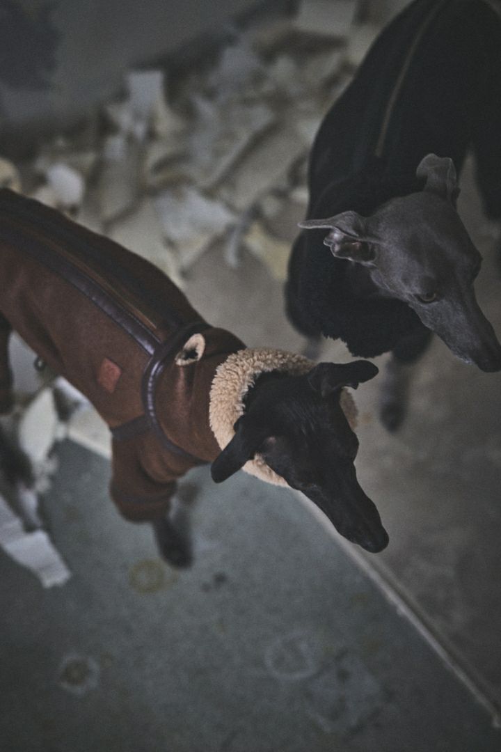 SIVI B3フライトスーツ | SIVI｜イタグレ 服・ウィペット 服｜犬用