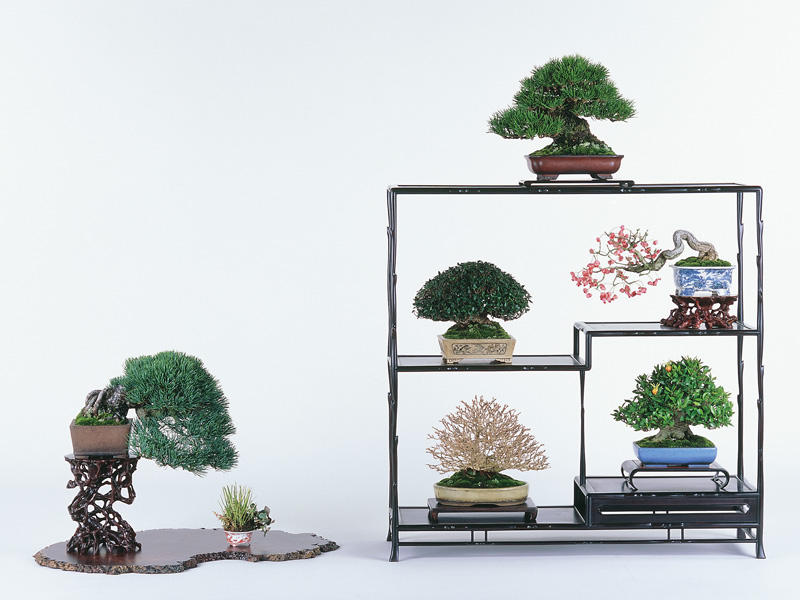 37回 雅風展 受賞作品の紹介 - 公益社団法人全日本小品盆栽協会