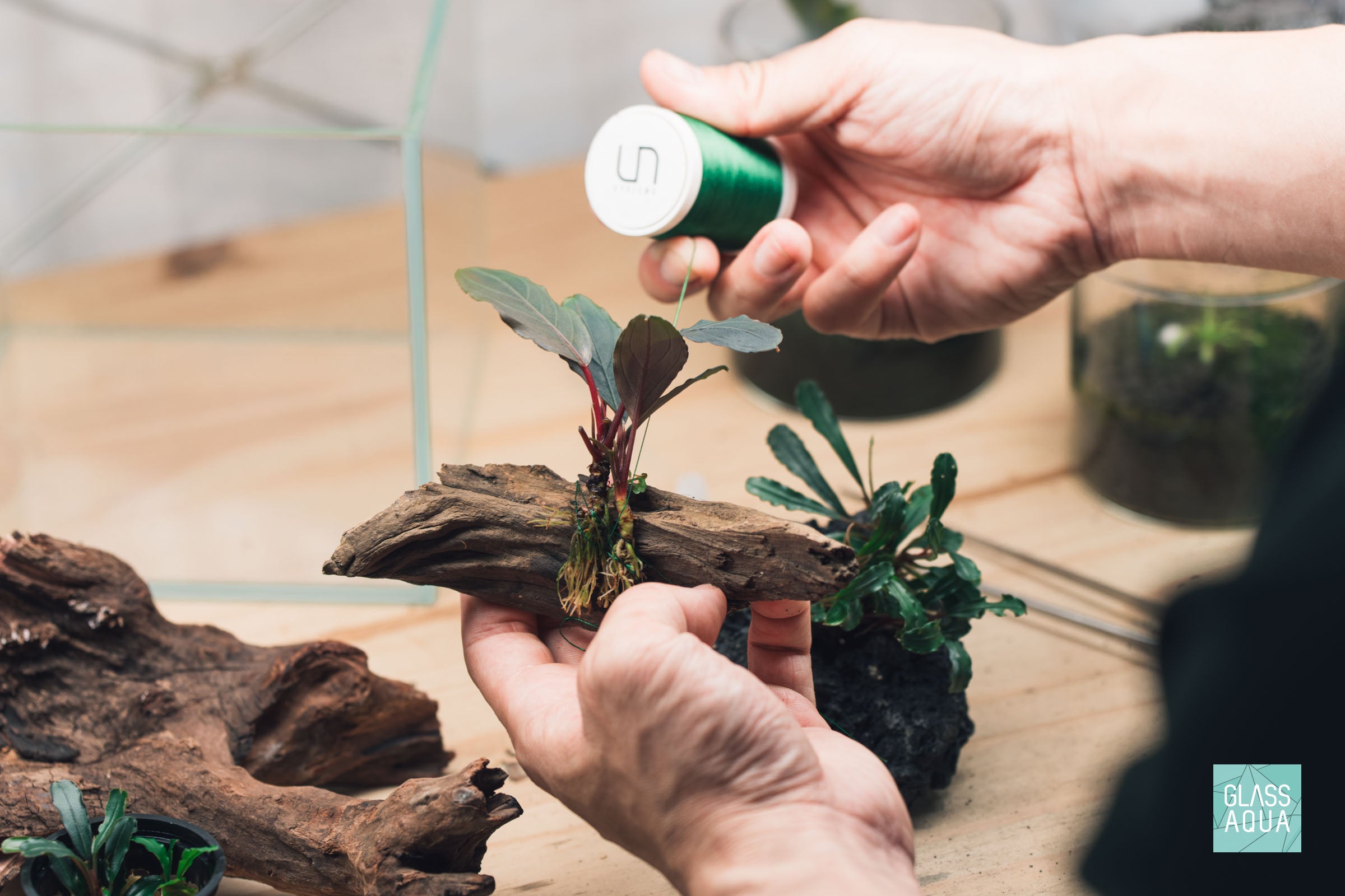 Bucephalandra Buce Dark Green Wavy Easy Aquatic Plant – Glass Aqua